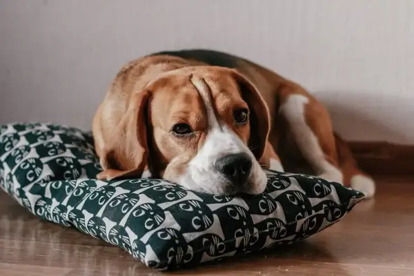 Smutny beagle leży na poduszce z kotkami. Zastanawiasz się nad beagle cena?