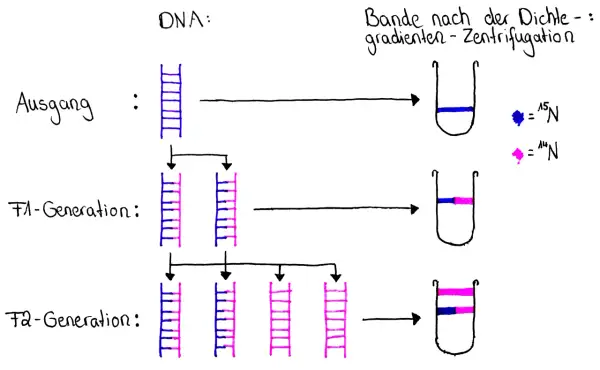 Das Meselson-Stahl-Experiment zeigt DNA-Replikation: Anfangs nur schweres ¹⁵N-DNA (blau), dann gemischte ¹⁵N/¹⁴N-DNA (F1, blau/rosa), schließlich ¹⁴N-DNA (F2, rosa) und gemischte DNA.