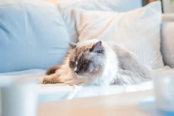 En fluffig katt vilar på en soffa. Undrar du vad kostar det att chippa en katt?