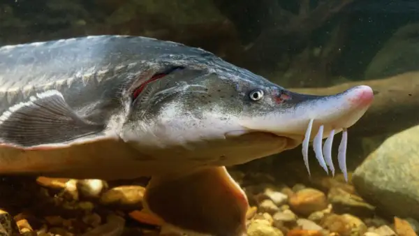 Gros plan d'un esturgeon dans un bassin, ses barbillons blancs visibles. Ce poisson ancien peut avoir une longue durée de vie en bassin.