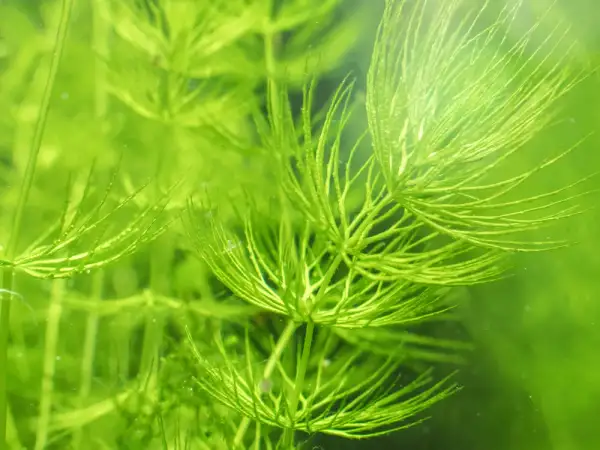 Plante aquatique verte, le Ceratophyllum demersum, aux feuilles fines et ramifiées, créant un paysage sous-marin luxuriant.