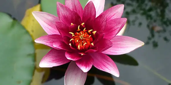 Una flor de loto rosa vibrante se abre sobre el agua, mostrando sus pétalos y el centro anaranjado con estambres amarillos.