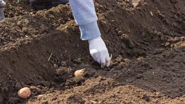 Ręka w białej rękawiczce umieszcza ziemniaka z kiełkami w ziemi. To kluczowy moment, by dowiedzieć się, jak głęboko sadzić ziemniaki.