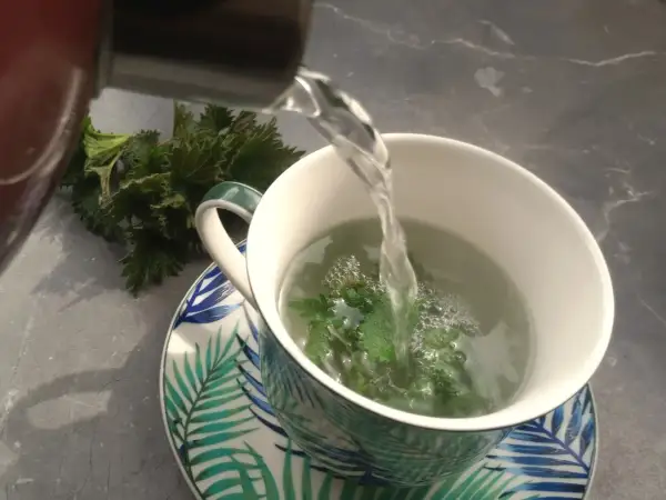 Gorąca woda zalewa świeżą pokrzywę w kubku, tworząc aromatyczną herbatę.