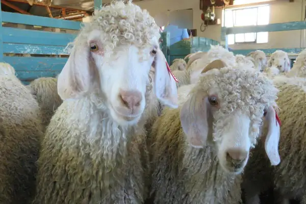 Zwei Angoraziegen mit lockiger Mohair Wolle, die für ihre feine Faser bekannt ist.