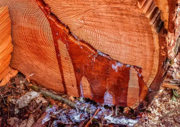 Tronco de madera resinosa con savia roja goteando sobre hojas secas y tierra.