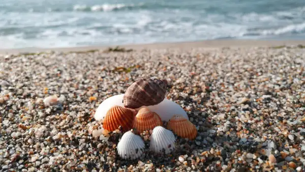 Conchas marinas en la arena, con el mar azul de fondo, un tesoro encontrado en el **golfo de Almería**.