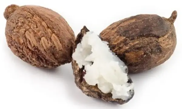 Drei Shea-Nüsse, eine davon geöffnet und mit cremig-weißer Sheabutter essbar gefüllt.