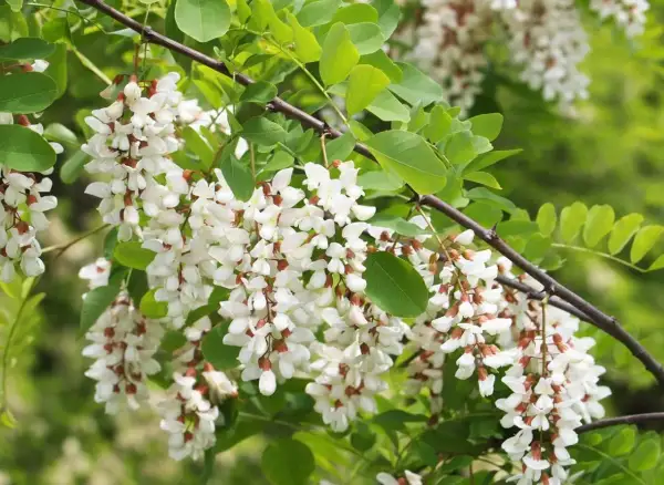 Kwiaty robinia akacjowa na pniu uprawa. Pachnące grona białych kwiatów na tle zielonych liści.