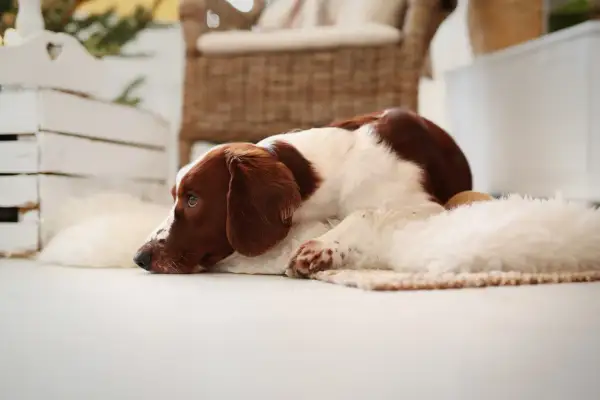 Ein braun-weißer Hund liegt auf einer Decke und schaut nachdenklich.