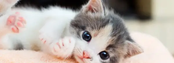 Cómo cuidar a un gato: errores comunes que debes evitar para su bienestar
