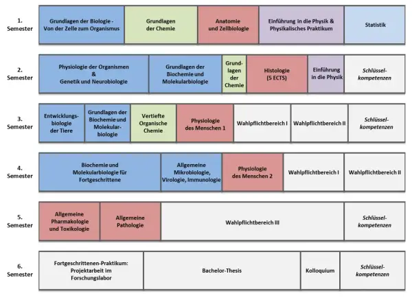 Studienverlaufsplan für Biomedizin: Von Zellbiologie über Genetik bis zur Bachelor-Thesis.