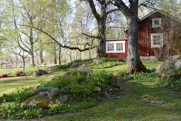 Ett rött hus med vita fönster omgivet av en lummig cottage garden i full blom. Träd med nya gröna blad ger skugga.