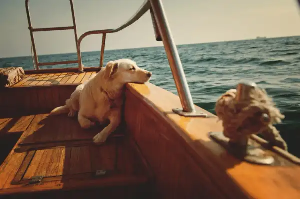 Un chien blanc se repose sur le pont en bois d'un bateau, profitant d'une croisière avec son maître.