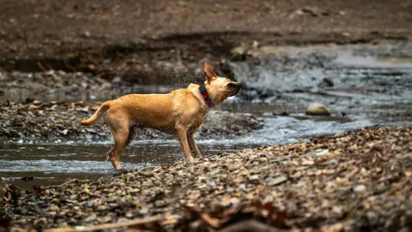 Perro marrón sacudiendo agua en un arroyo, un ejemplo de porque se sacuden los perros para secarse.