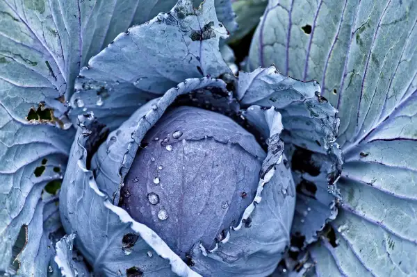 Ein frisch gewachsener Rotkohl im Garten, dessen Blätter von Tautropfen bedeckt sind. Die lila Farbe des Gemüses ist intensiv.