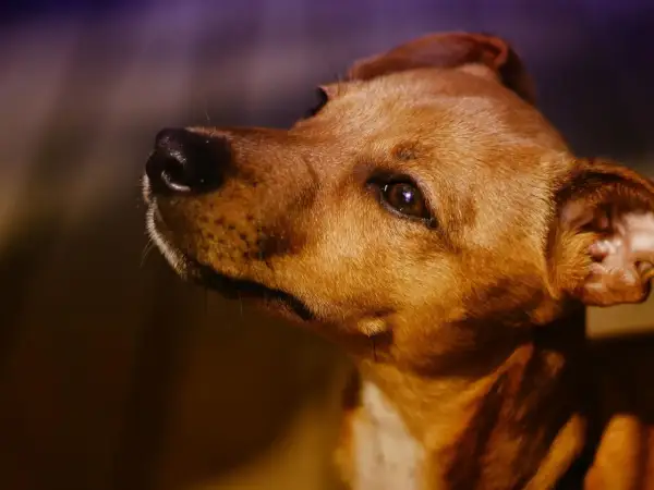 Primer plano de un perro marrón, con el hocico y el ojo visibles. Me pregunto por qué mi perro me mira fijamente.