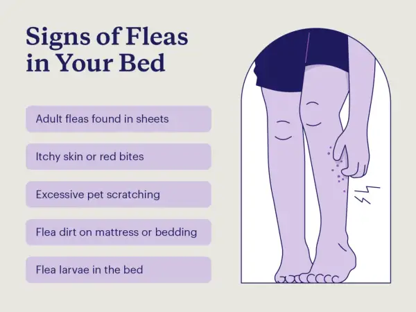 Signs of fleas in bed include itchy skin, red bites, and flea dirt. Illustration shows legs with bites.