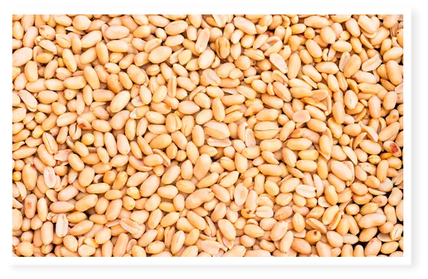 Maîtrisez les cacahuètes grillées non salées : sain, facile, délicieux