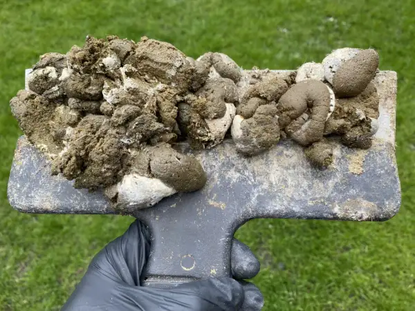 Ein Handschuh hält eine Schaufel mit Hühnerkot. Der Kot ist feucht und hat eine gelbliche Farbe, gemischt mit weißem Material.