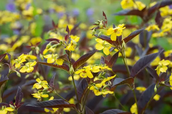 Gula blommor med mörka blad, en vacker men potentiellt praktlysing invasiv växt som sprider sig snabbt.