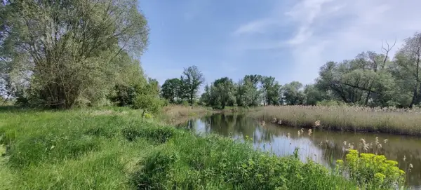 Zielona trawa i trzciny otaczają spokojną wodę w nadwarciańskim parku krajobrazowym. Drzewa tworzą zieloną ścianę w tle.
