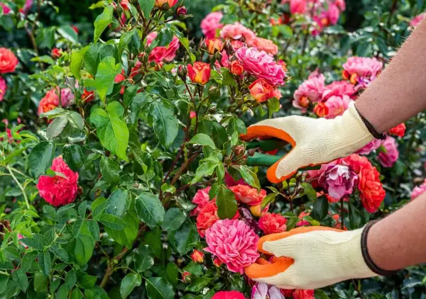 Manos enguantadas podan rosales en flor. Las tijeras cortan una rama, cuidando las rosas rosadas y anaranjadas.