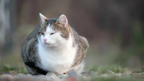 Gato atigrado blanco y gris, sentado al aire libre. ¿Cuántos años vive un gato gordo? Este felino parece saludable y feliz.
