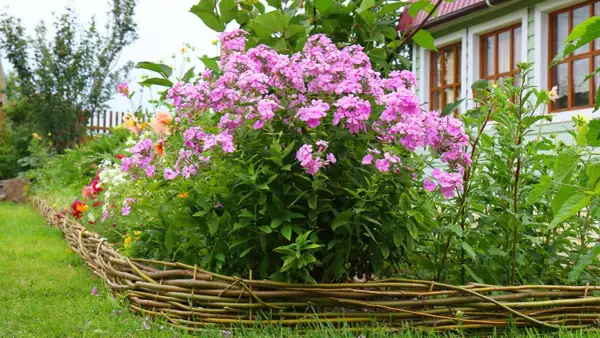 Ein üppiger Phlox-Standort blüht in einem Garten neben einem Haus. Der niedrige Weidenzaun umrahmt die bunten Blumen.