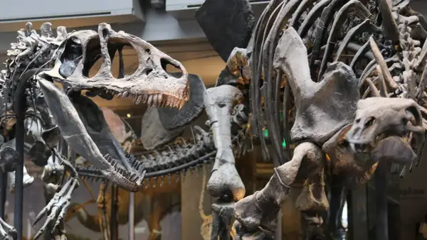 Esqueletos de dinosaurios en exhibición en Dinópolis Zaragoza, con un cráneo de aspecto feroz y dientes afilados en primer plano.