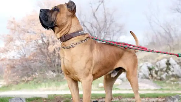 Imponente presa canario con collar de cuero y cadena, paseando con correa roja y verde.