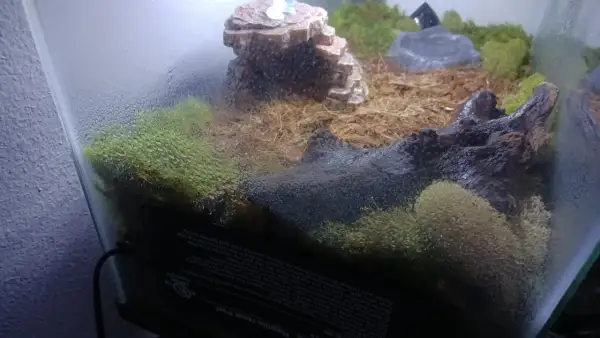 Wilgotne terrarium z mchem i korzeniami. Czy skorpion to pajęczak? Tak, skorpiony to pajęczaki, a to terrarium może być ich domem.