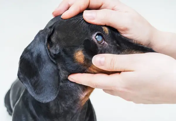 Manos examinando el ojo de un perro salchicha con opacidad, posible signo de glaucoma en perros.