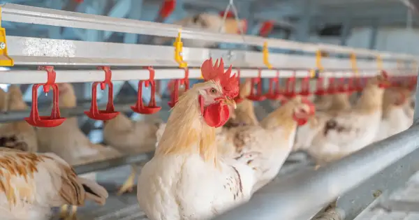 Ein junges Huhn blickt neugierig in die Kamera, während andere Hühner im Hintergrund in einem modernen Stall sitzen.