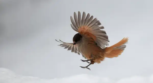 En brunfärgad fågel med orange inslag i vingarna och stjärten, som en tropisk fågel, svävar i luften mot en grå bakgrund.