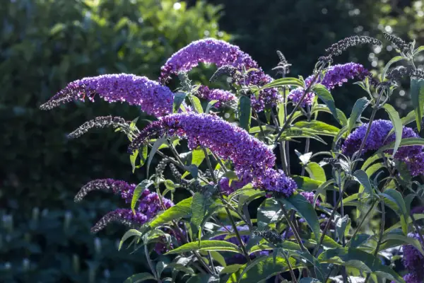 Lila Blütenrispen des Sommerflieders im Gegenlicht. Ein Rückschnitt im Frühjahr fördert üppigen Wuchs und reiche Blüte.