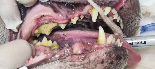Boca de perro con sarro severo. Consulta el precio de limpieza dental para perros y mejora su salud bucal.