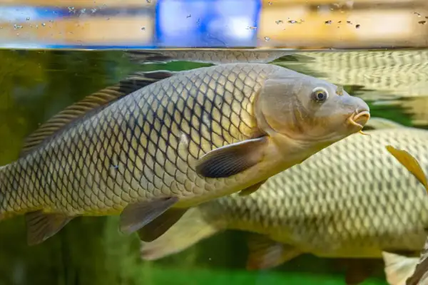 Une carpe à grosse tête nage près de la surface de l'eau, ses écailles dorées reflétant la lumière.