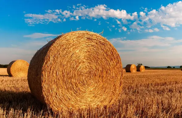 Złote baloty siana na polu pod błękitnym niebem. Zastanawiasz się, ile waży balot siana?