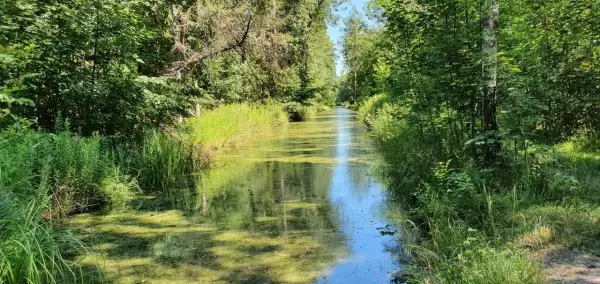 Ein schmaler, von üppiger Vegetation gesäumter Wasserlauf im Spandauer Forst. Das Wasser ist von Algen bedeckt, die grünen Ufer sind dicht bewachsen.