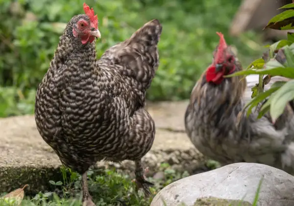 Zwei Hühner im Freien, eines im Vordergrund mit detailliertem Gefieder, das auf eine gesunde Verdauung bei Hühnern hindeutet.