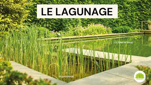 Un bassin de lagunage naturel avec des roseaux et une zone de nage. Le lagunage est une méthode écologique pour traiter l'eau.