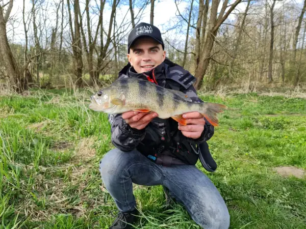 Szczęśliwy wędkarz prezentuje okonia. Czy to jest ten, który waży około 30 cm?