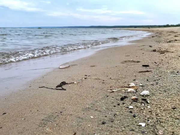 Piaszczysta plaża nad spokojną wodą, z widocznymi muszlami i wodorostami.