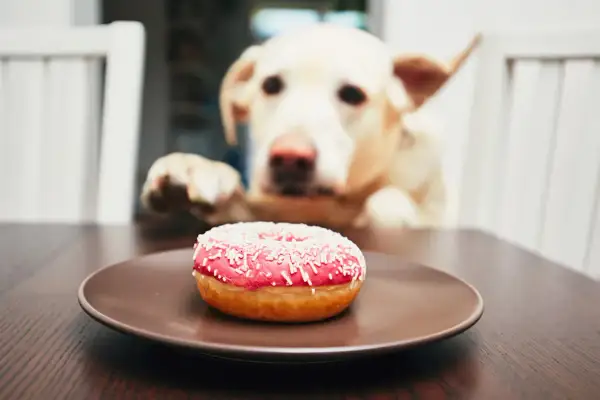 Labrador z zaciekawieniem patrzy na pączka. Czy pies może jeść słonecznik? Nie, ale ten pączek wygląda kusząco!