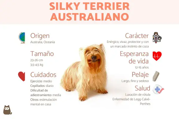 Un adorable Australian Silky Terrier, con su pelaje largo y sedoso, posa sonriente. La infografía detalla su origen australiano, tamaño, cuidados, carácter enérgico y salud.