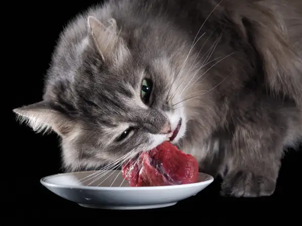 Gato gris comiendo carne cruda de un plato blanco, disfrutando de su dieta barf gatos.