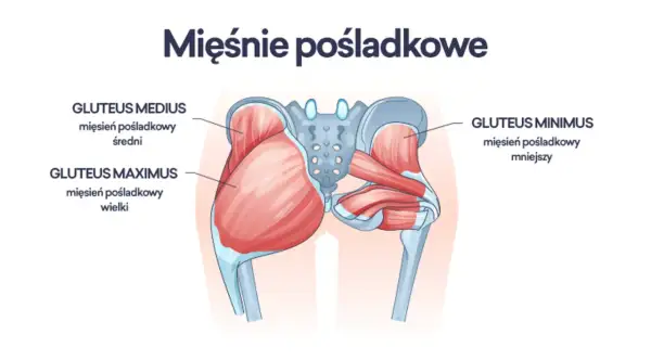 Ilustracja anatomiczna przedstawiająca mięśnie pośladkowe: wielki, średni i mniejszy.