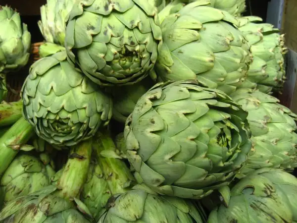 Un montón de alcachofas verdes, con sus escamas apretadas, parecen un pelo alcachofa natural.