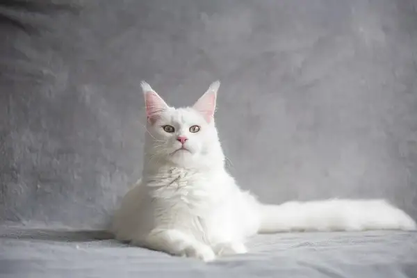 Biały kot Maine Coon, jakby z wiersza na pożegnanie kota, spogląda z szarego tła. Jego puszyste futro i bystre oczy budzą wspomnienia.